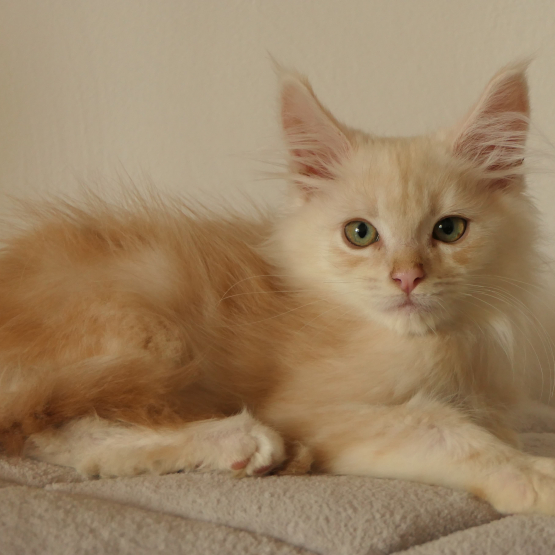 Image pour l'annonce Adorable Chaton Maine coon mâle red silver LOOF