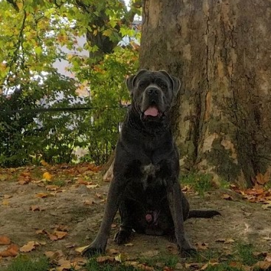 Image pour l'annonce Cane corso mâle pour saillie