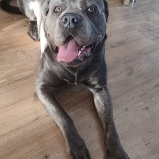 Image pour l'annonce Cane corso mâle pour saillie
