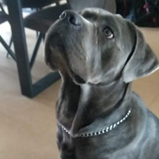 Image pour l'annonce Cane corso mâle pour saillie