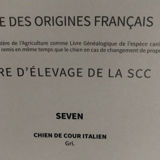 Image pour l'annonce Cane corso mâle pour saillie