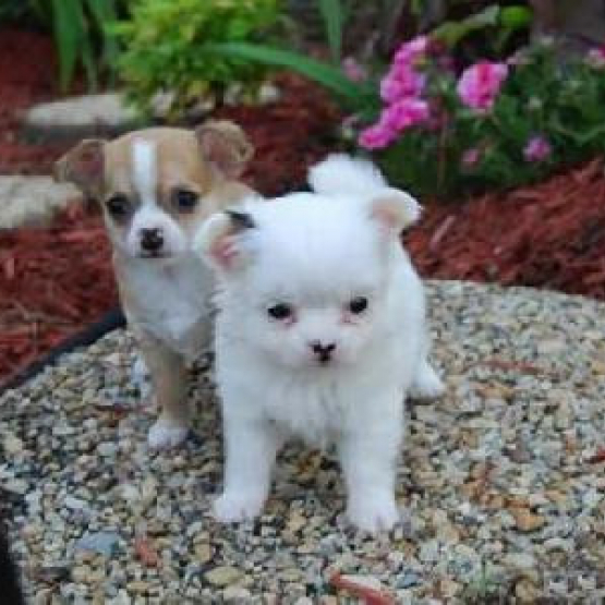 Image pour l'annonce Deux beau chiots chihuahua