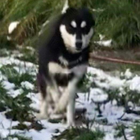 Image pour l'annonce Vend chiots husky sibérien