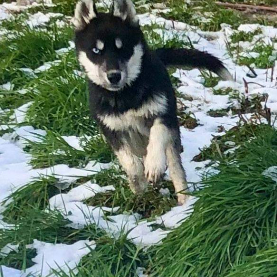 Image pour l'annonce Vend chiots husky sibérien