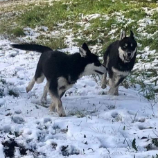 Image pour l'annonce Vend chiots husky sibérien