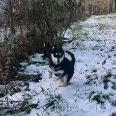 Image pour l'annonce Vend chiots husky sibérien