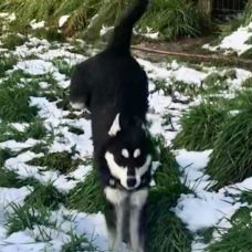 Image pour l'annonce Vend chiots husky sibérien