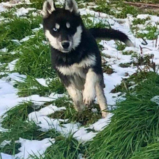 Image pour l'annonce Vend chiots husky sibérien