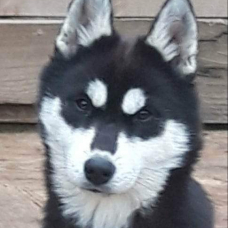 Image pour l'annonce Vend chiots husky sibérien