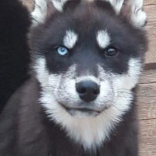 Image pour l'annonce Vend chiots husky sibérien