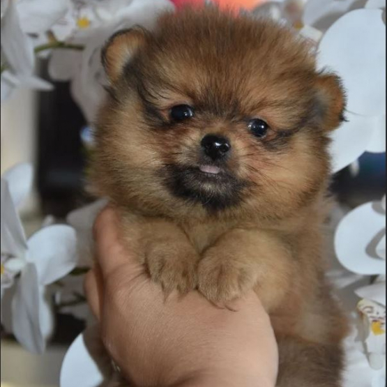 Image pour l'annonce Magnifiques chiots Spitz Allemand