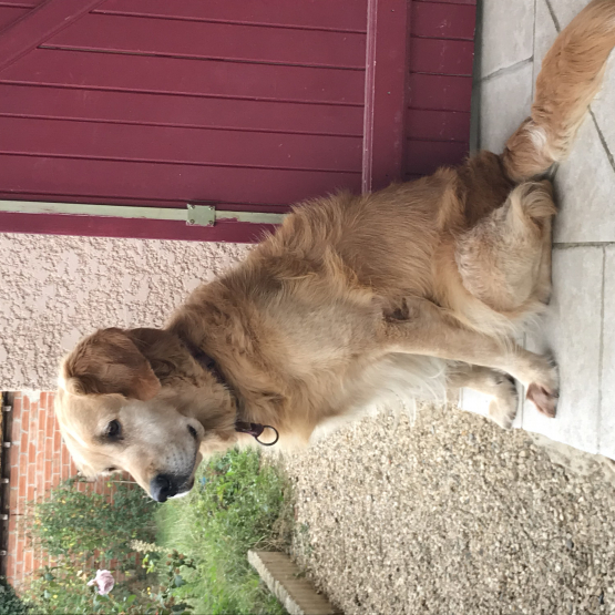 Image pour l'annonce Donne Golden Retriever contre bons soins
