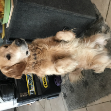 Image pour l'annonce Donne Golden Retriever contre bons soins