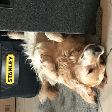 Image pour l'annonce Donne Golden Retriever contre bons soins