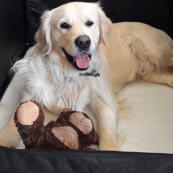 Image pour l'annonce Saillie Mâle Golden Retriever Cotation 2