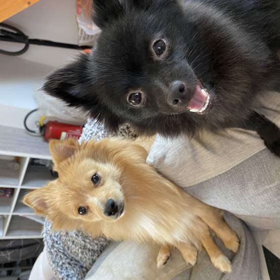 Image pour l'annonce Chiots spitz petit
