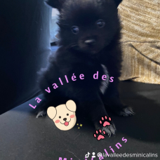 Image pour l'annonce Chiots spitz petit