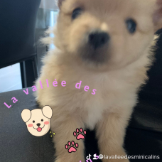 Image pour l'annonce Chiots spitz petit