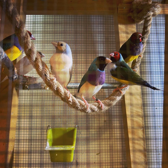 Image pour l'annonce Vends Diamants de Gould