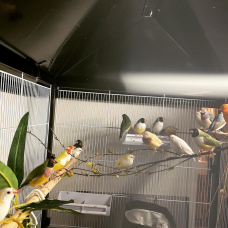 Image pour l'annonce Vends Diamants de Gould