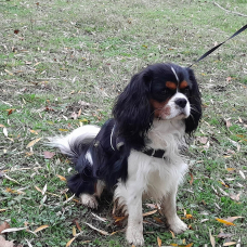 Image pour l'annonce saillie cavalier king charles spaniel