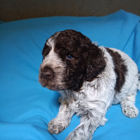 Image pour l'annonce Chiots Lagotto Romagnolo