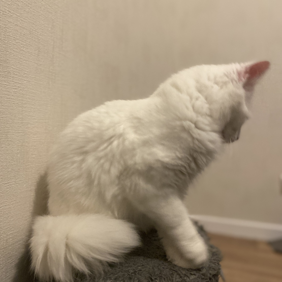 Image pour l'annonce Chaton croisé Maine coon