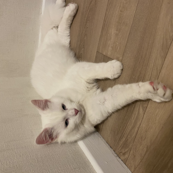 Image pour l'annonce Chaton croisé Maine coon