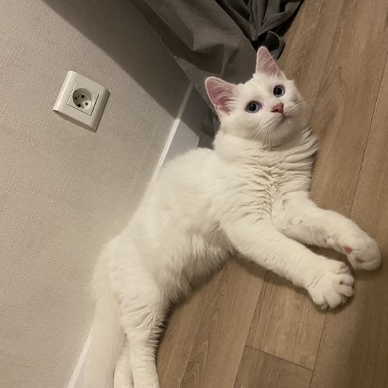 Image pour l'annonce Chaton croisé Maine coon
