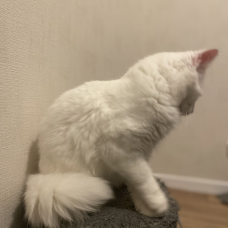 Image pour l'annonce Chaton croisé Maine coon