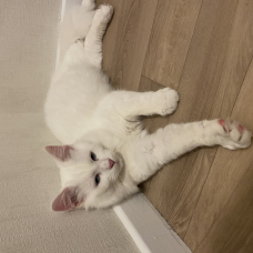 Image pour l'annonce Chaton croisé Maine coon