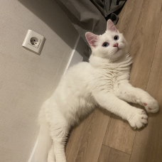 Image pour l'annonce Chaton croisé Maine coon