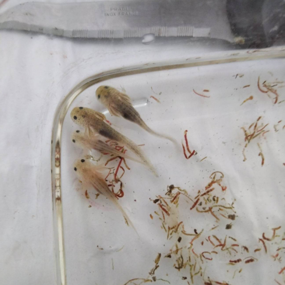 Image pour l'annonce 6 larves axolotl