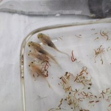 Image pour l'annonce 6 larves axolotl