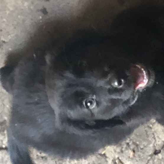 Image pour l'annonce Donne chiot labrador croisé