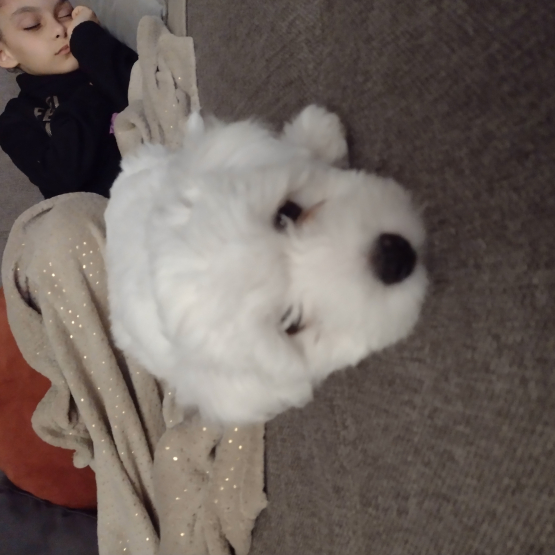 Image pour l'annonce A réserver chiots type Coton de Tuléar