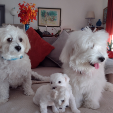Image pour l'annonce A réserver chiots type Coton de Tuléar