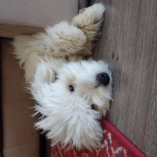Image pour l'annonce A réserver chiots type Coton de Tuléar