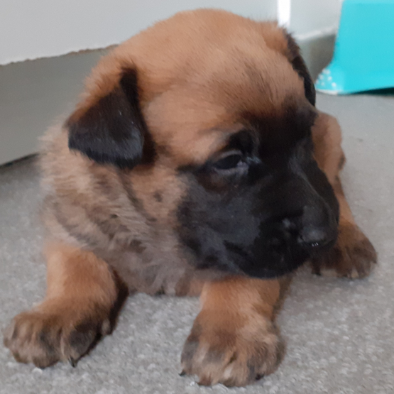 Image pour l'annonce chiots malinois lof