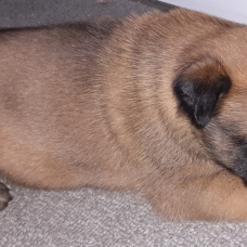 Image pour l'annonce chiots malinois lof