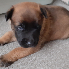 Image pour l'annonce chiots malinois lof