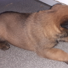 Image pour l'annonce chiots malinois lof
