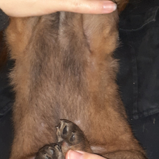 Image pour l'annonce chiots malinois lof