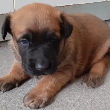 Image pour l'annonce chiots malinois lof