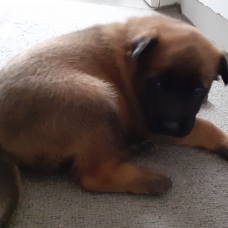 Image pour l'annonce chiots malinois lof