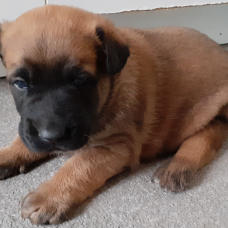 Image pour l'annonce chiots malinois lof