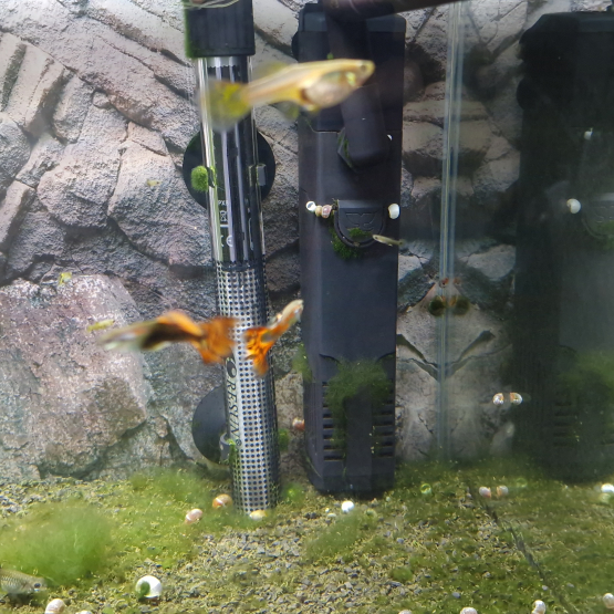 Image pour l'annonce Donne Guppys