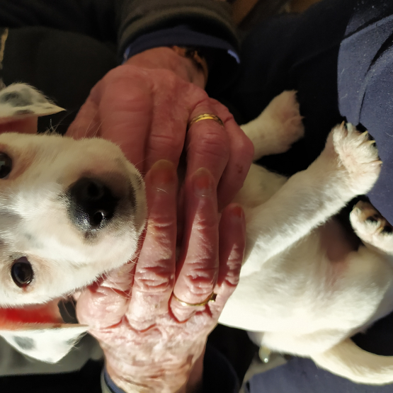 Image pour l'annonce Vends chiot jack Russell