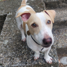 Image pour l'annonce Propose Jack Russel pour saillie