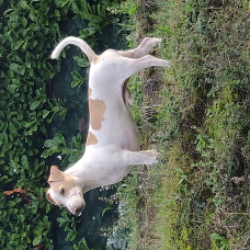 Image pour l'annonce Propose Jack Russel pour saillie